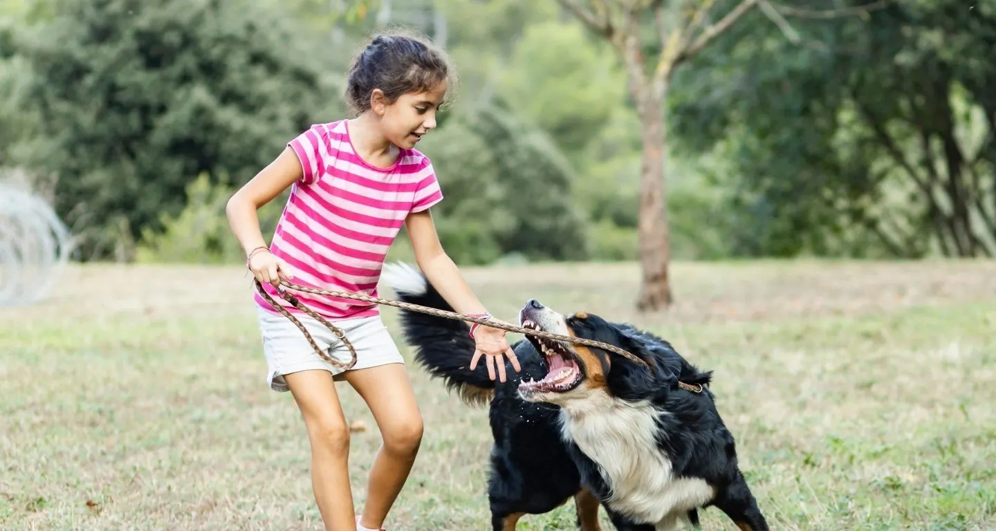 New Jersey Child Dog Bite Lawyers practice area