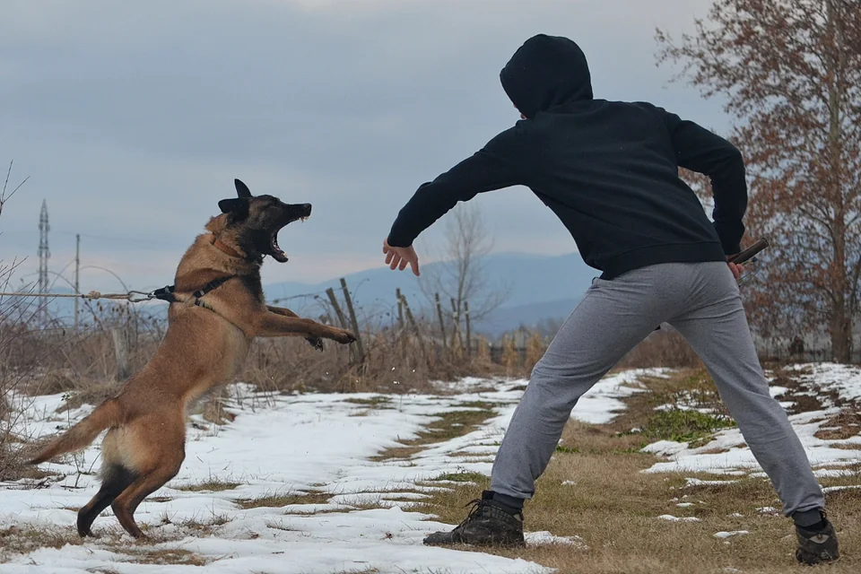 New Jersey Dog Bite Lawyers practice area