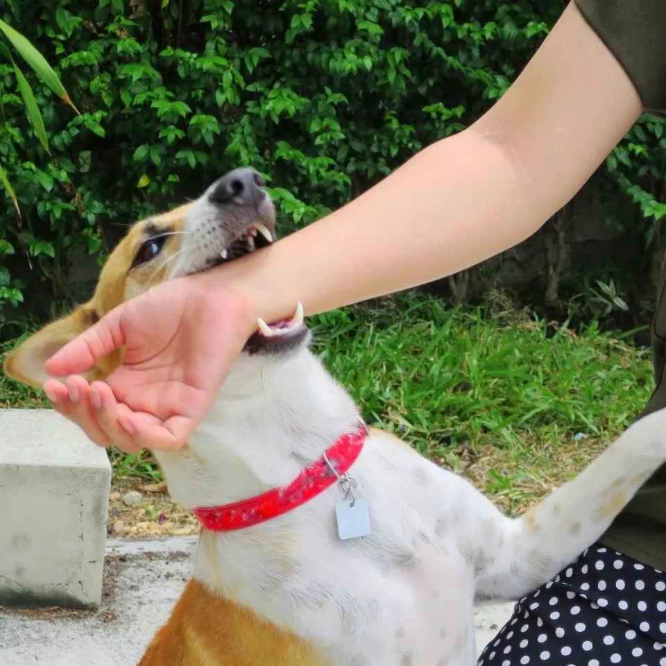 Lawyers for Neck & Back Injuries From Dog Bite practice area